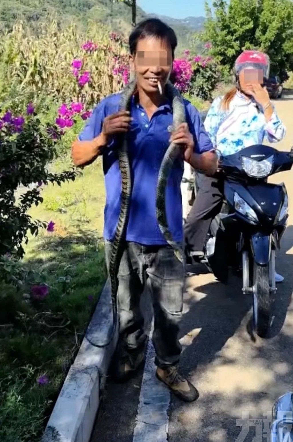 眼镜王蛇当无毒蛇把玩！贵州大叔遭咬伤中毒亡